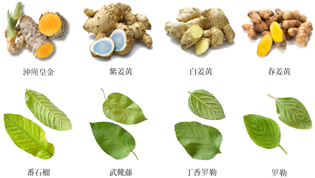 沖绳皇金 紫姜黄 白姜黄 春姜黄 番石榴 武靴藤 罗勒 丁香罗勒