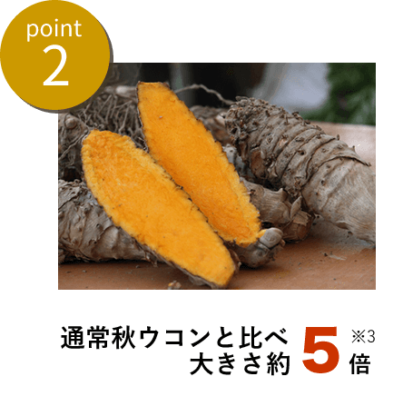 point2通常秋ウコンと比べ大きさ5倍